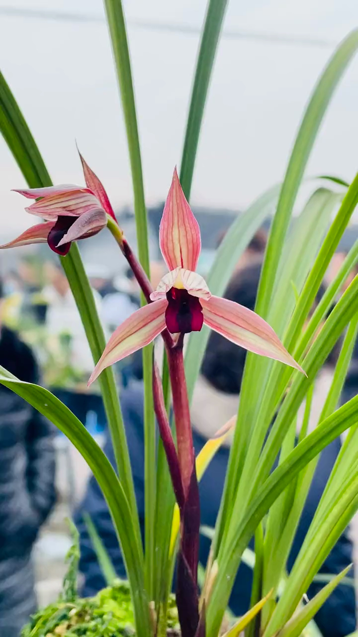 兰花#春剑红尊,春剑里面唯一的胎生红素品种-度小视