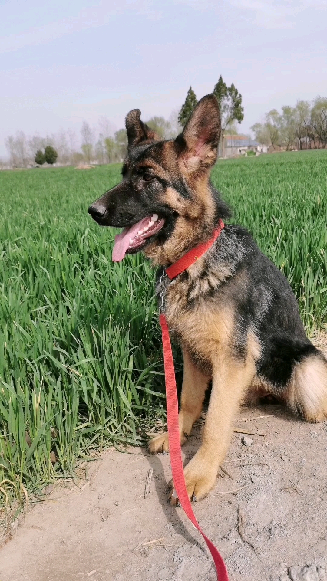 纯种赛级德牧犬四个月