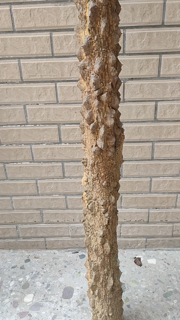 鸡符挡又称广东降龙木