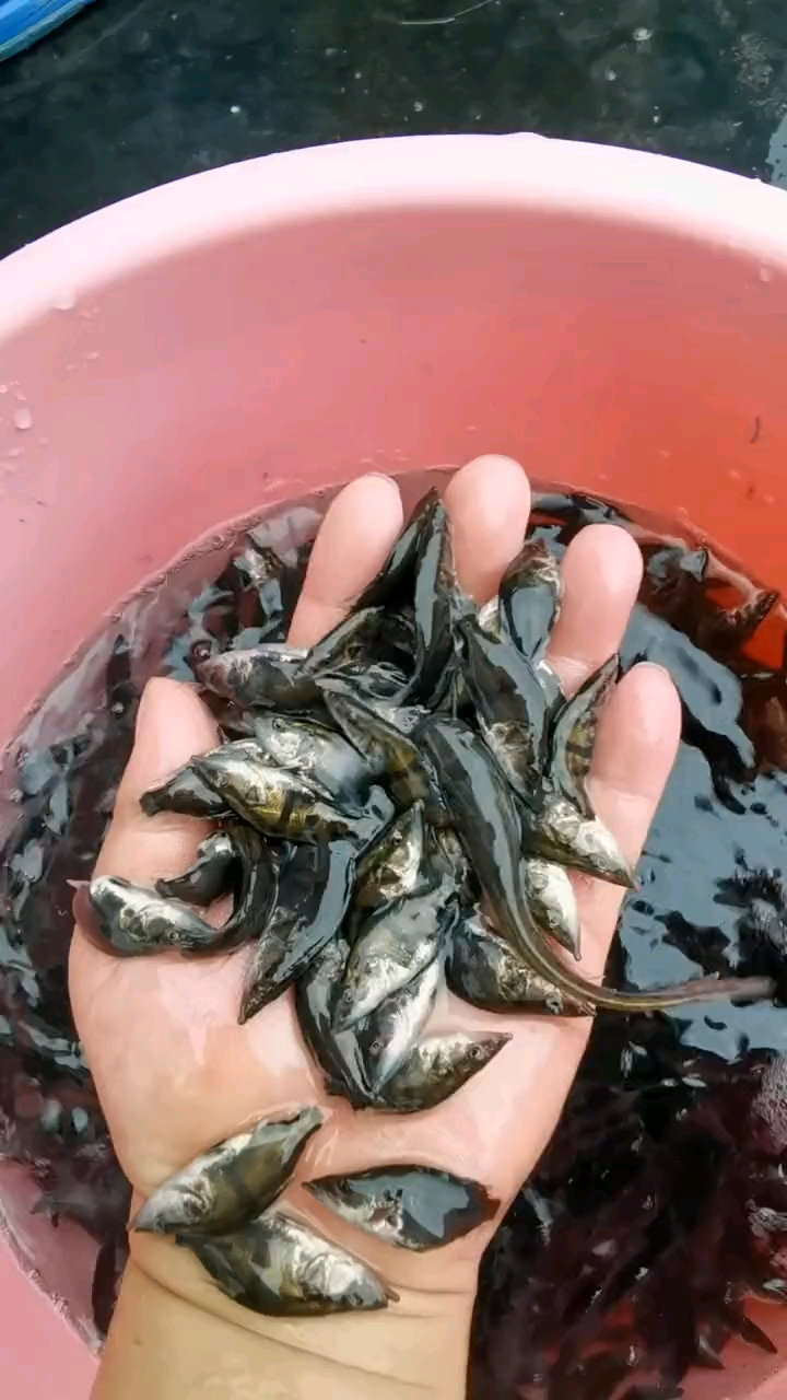 鳜鱼养殖精品桂鱼苗专吃鱼塘水库小鱼小虾一年长二三斤