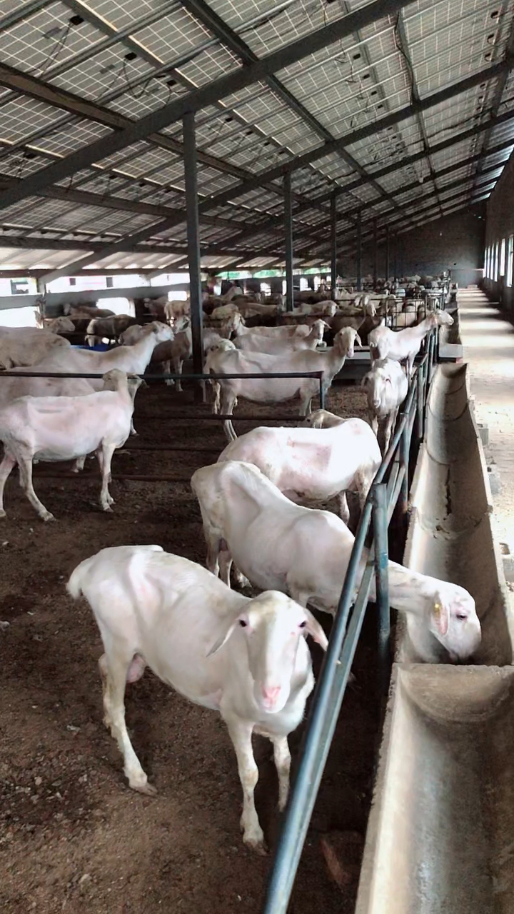 这大棒奶的湖羊大母羊哪里去找?