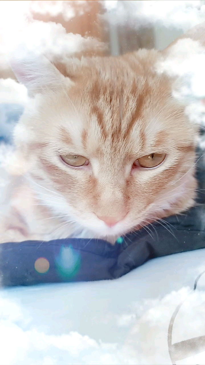 镜头下的猫咪#睁大眼睛