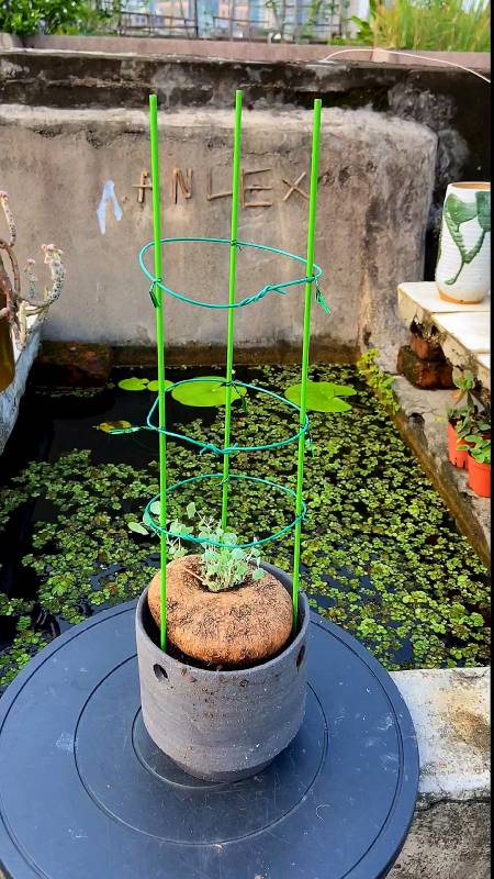 用园艺铁丝给山乌龟做个爬藤架子-度小视