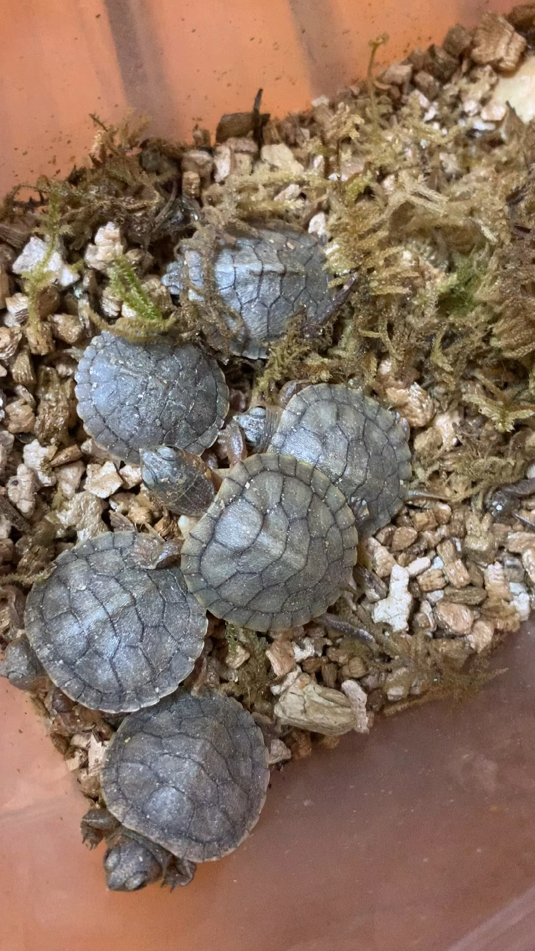 我家宠物不一样#小小变异果冻巴西龟出壳啦!