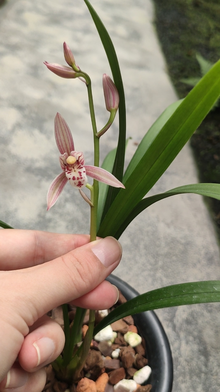 兰花小站#建兰峨嵋胭脂