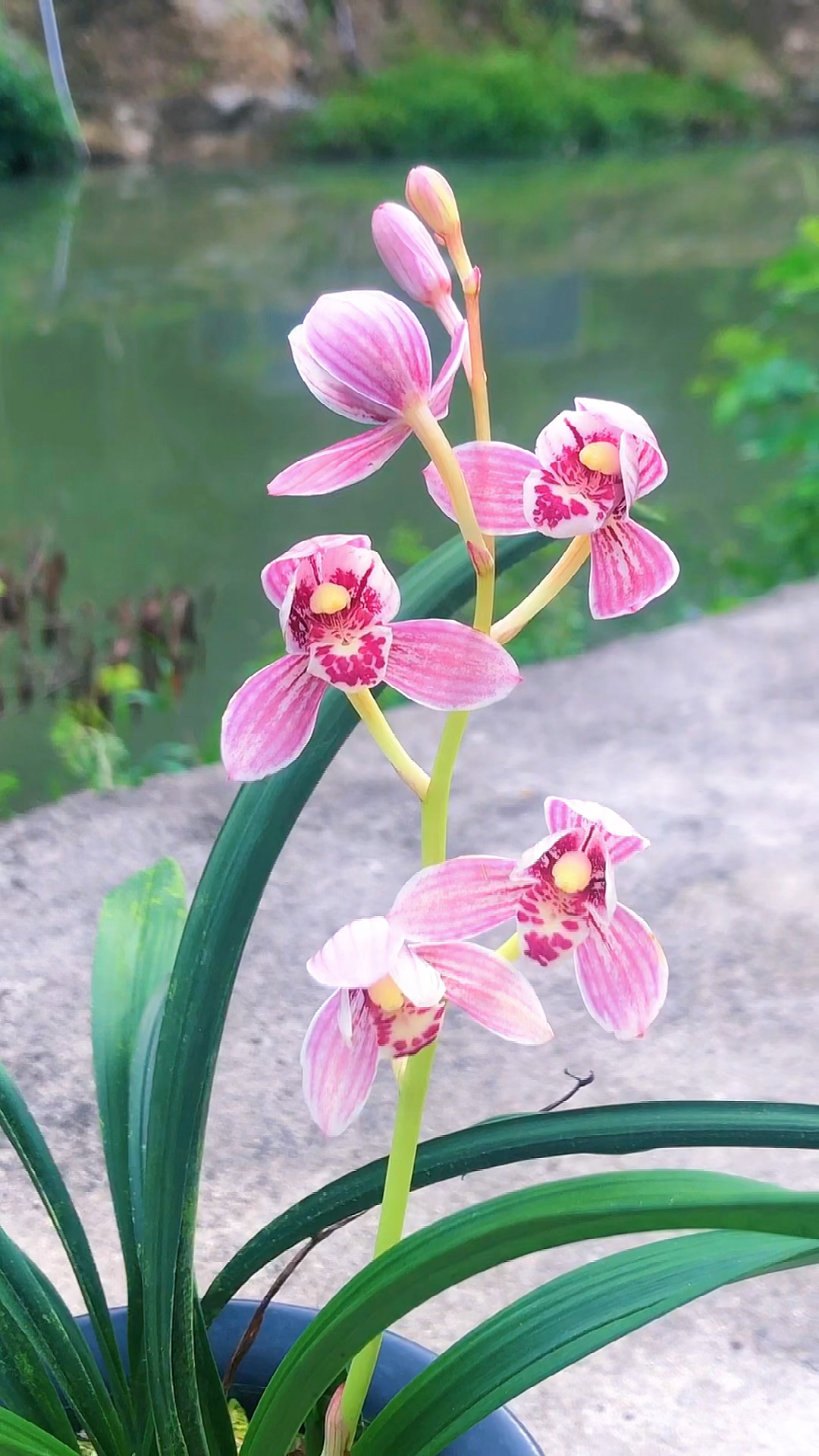 兰花#爱自己所爱,建兰《东方红荷》