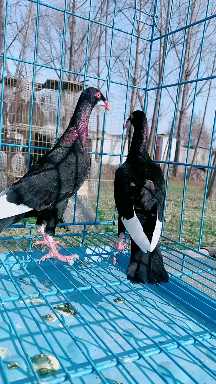 记录我的农村生活鸽子观赏鸽黑胡子喜鹊