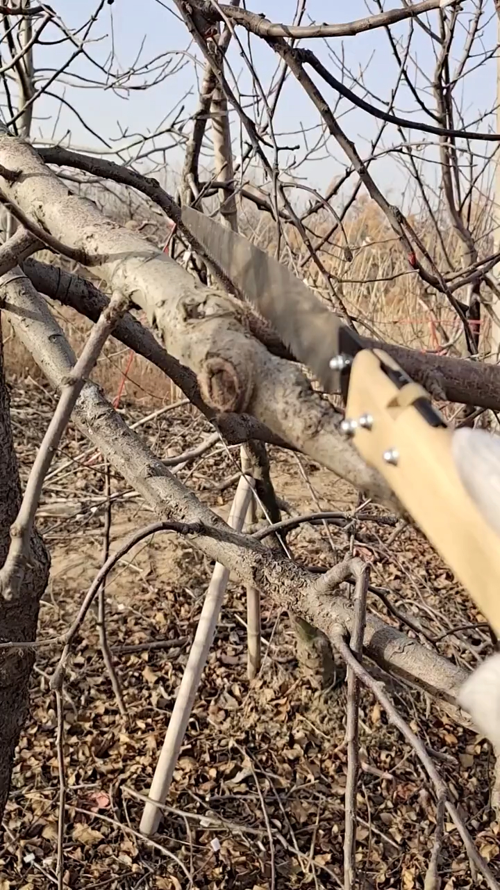 柱状苹果树的修剪图片