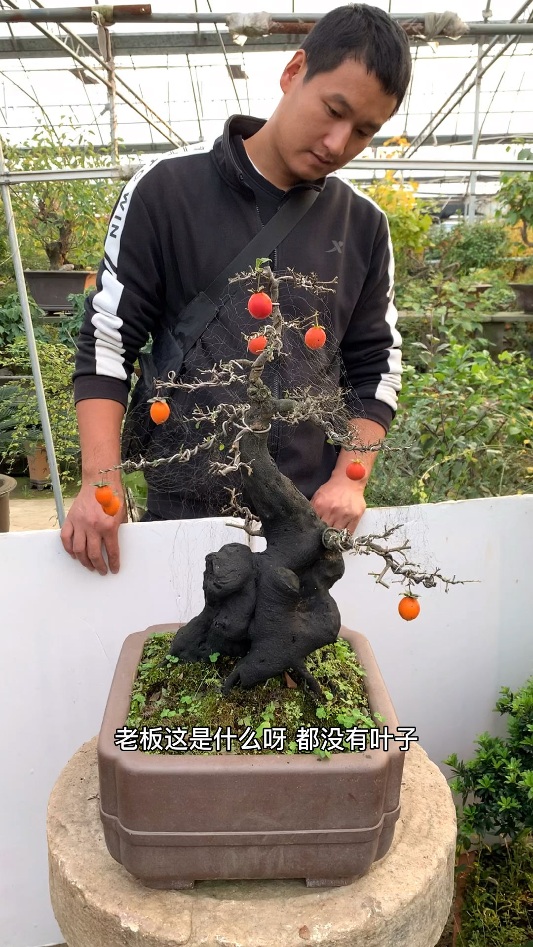 超级矮霸坨坨桩,看了好多次舍不得走