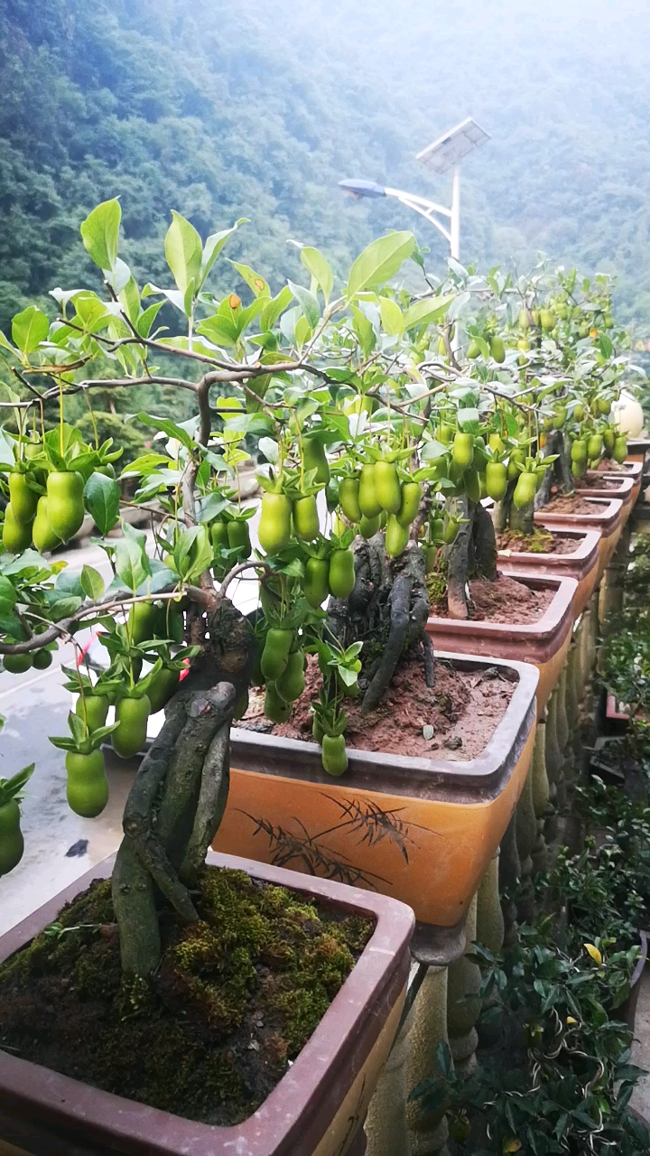 花生果金弹子盆景