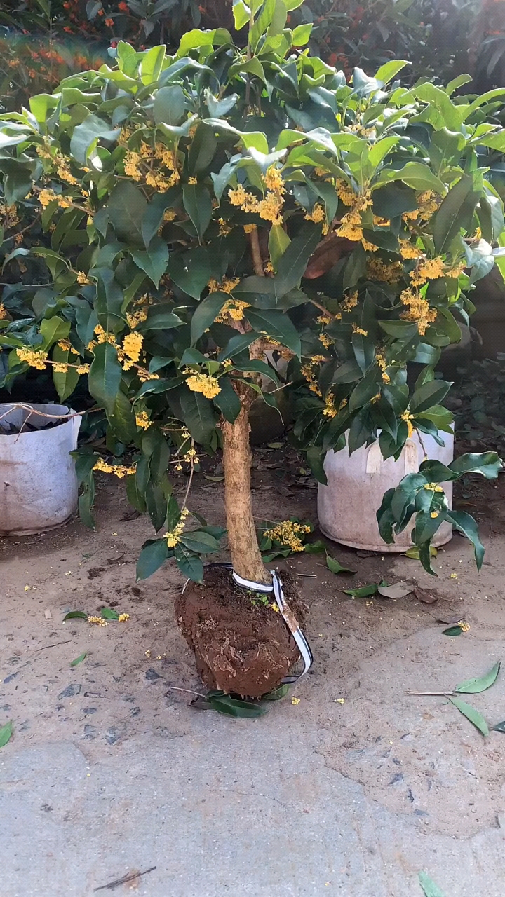 老金桂浓香型室内室外都可以种植耐寒耐旱有喜欢的吗