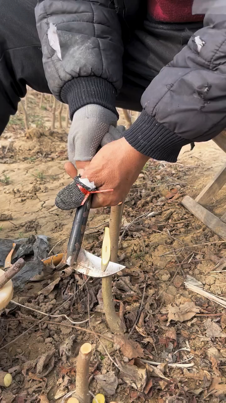 春日小视频有奖征集活动果树双舌嫁接油桃树适合优势嫁接树干比合理