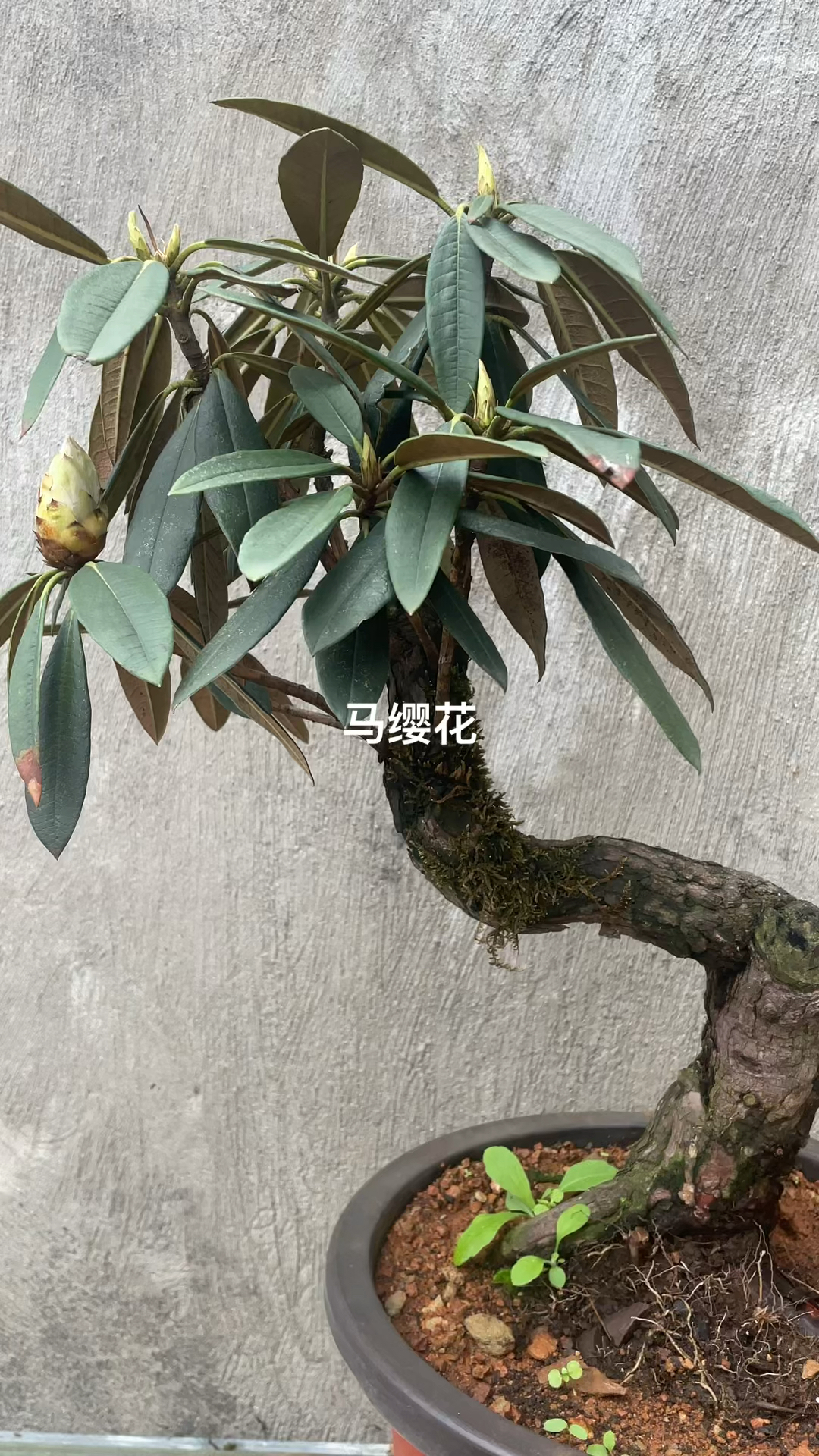 小精品马缨花