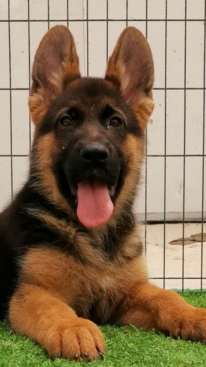 德国牧羊犬#赛系德牧