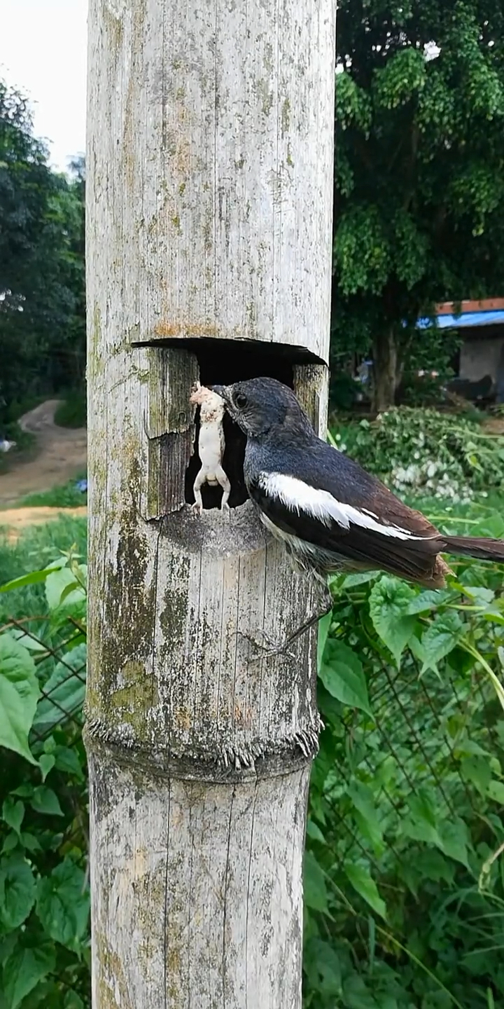 你没看错四喜鸟确实吃壁虎喂雏鸟