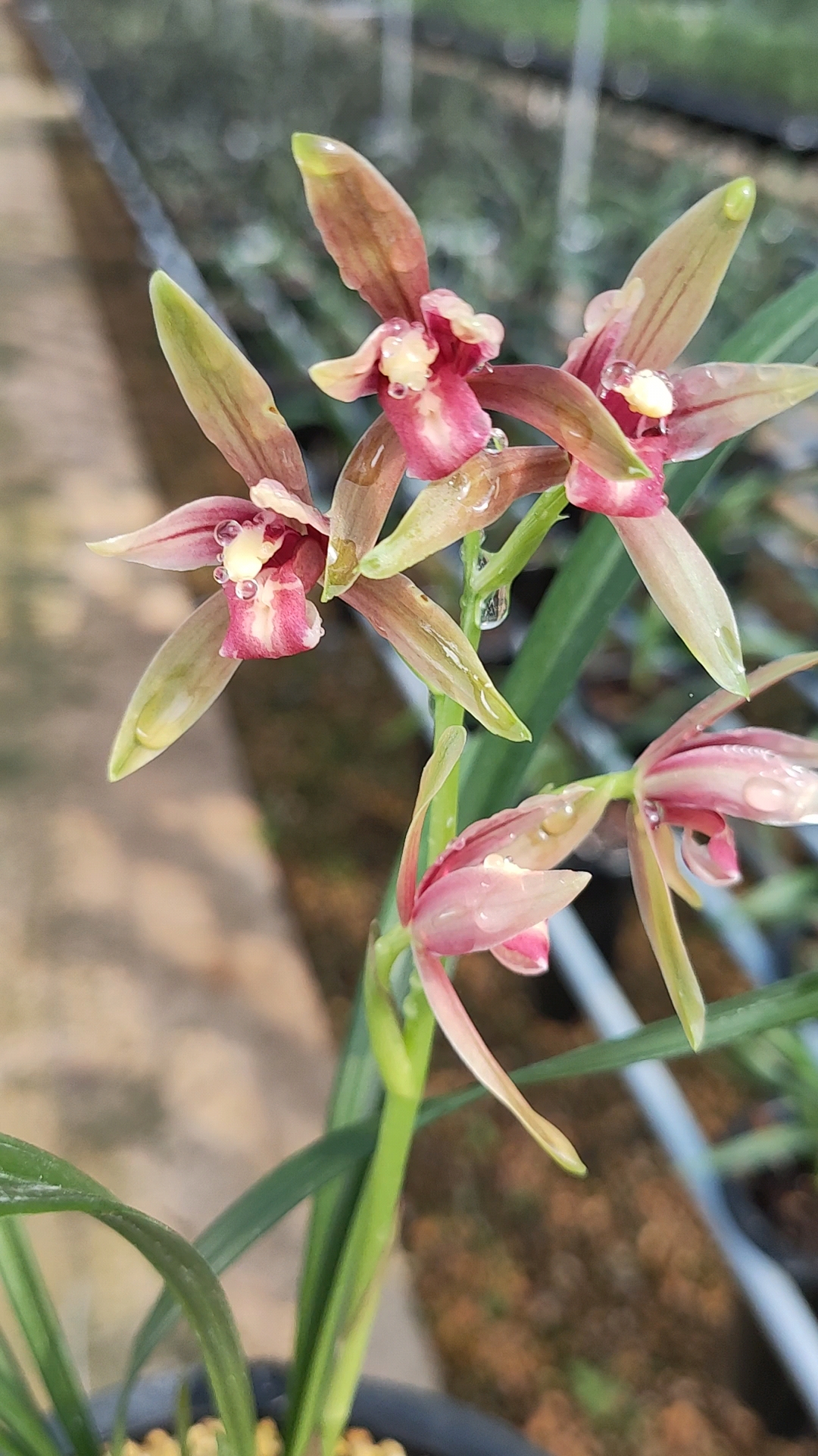 建兰仙山红,太漂亮,又香