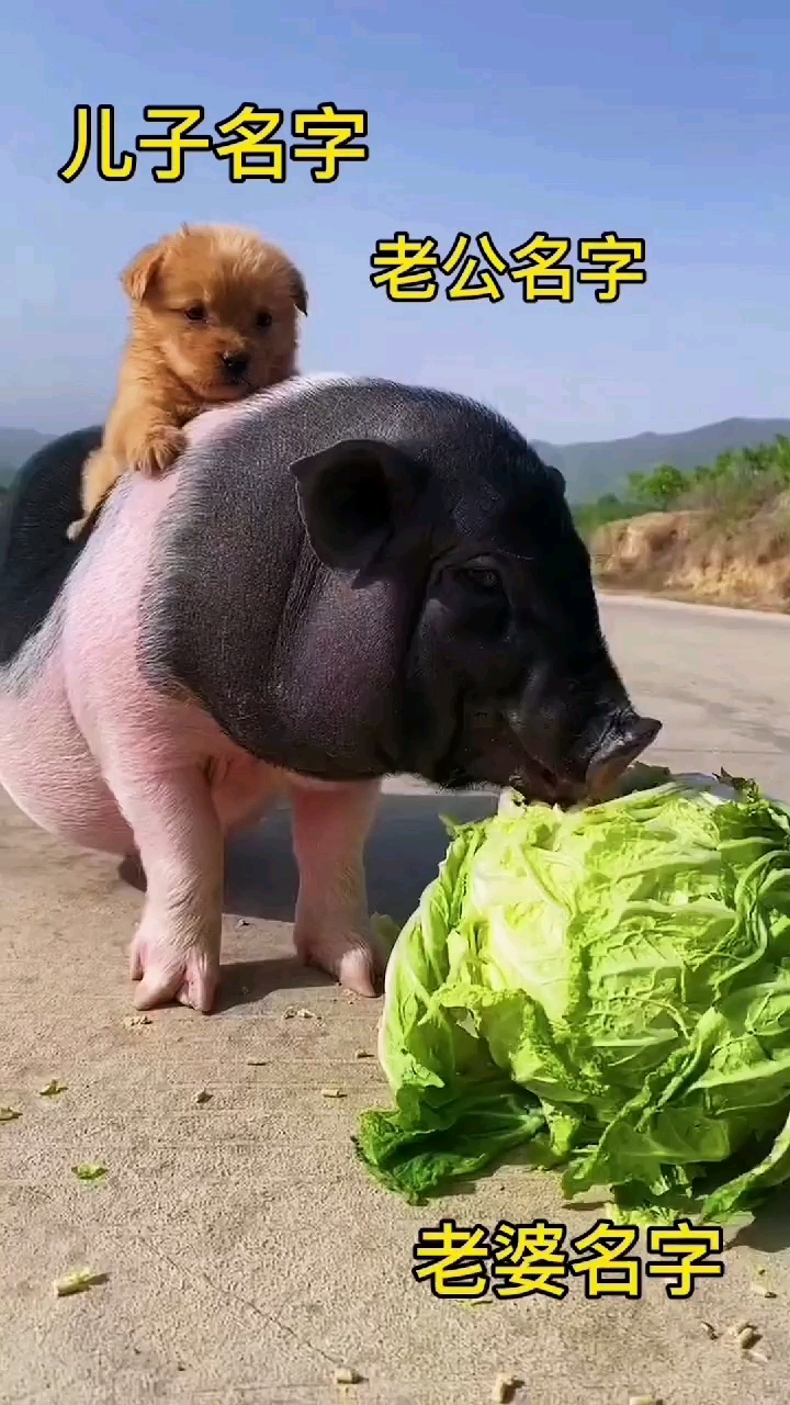 猪拱白菜搞笑玩法