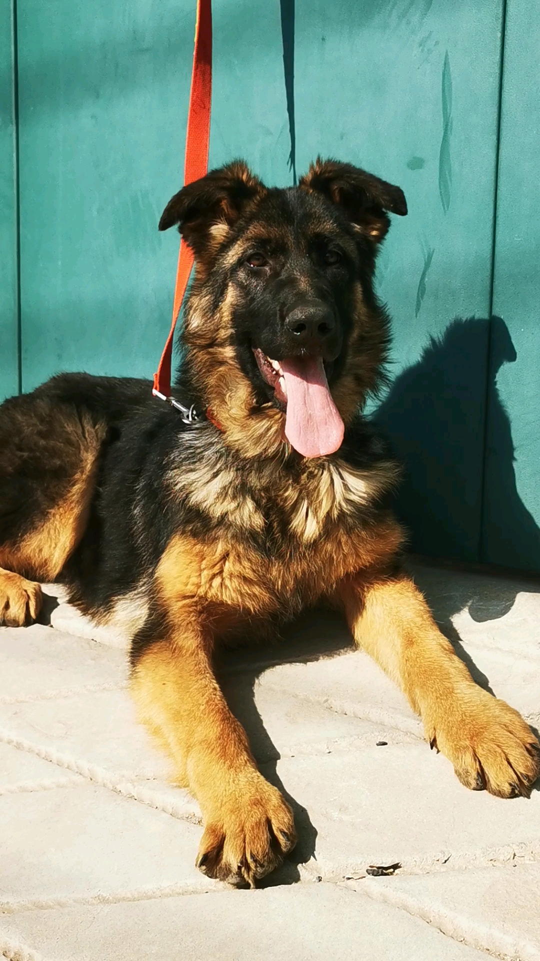 四个多月德牧小狼狗找新家