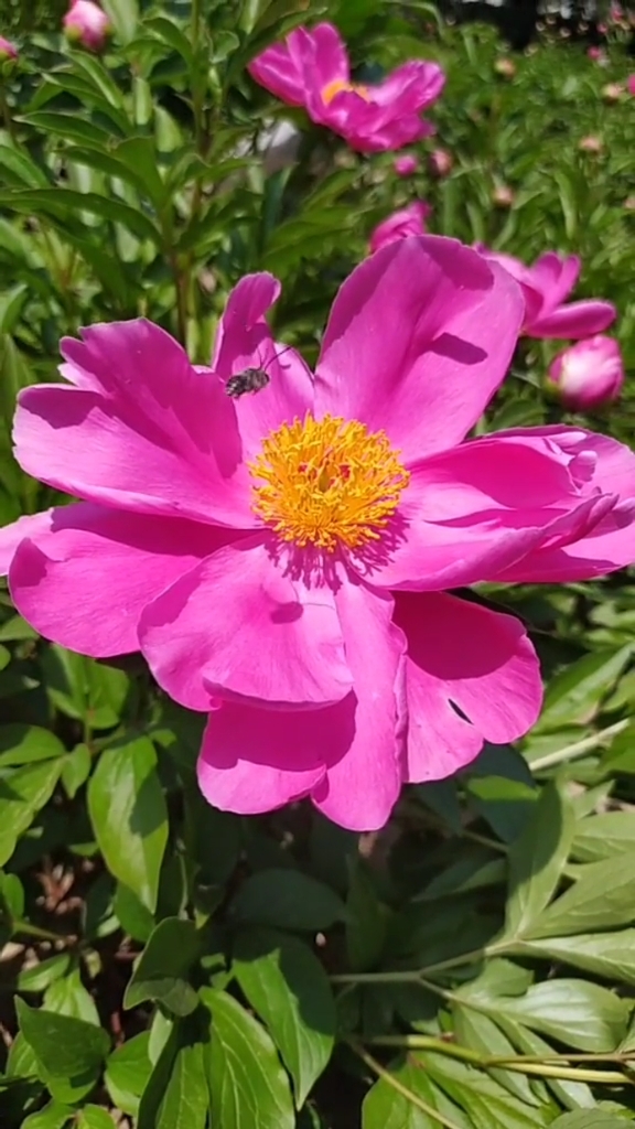 我的小花园#芍药花