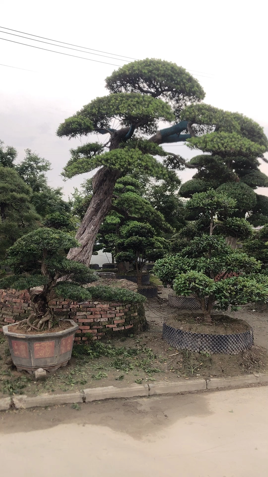 百年罗汉松,太霸气了