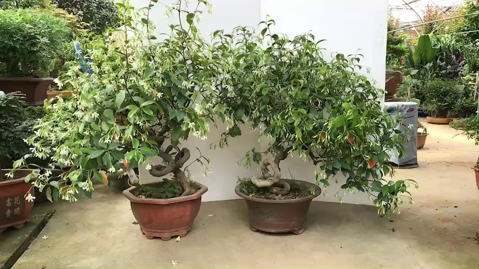 银丝茉莉
