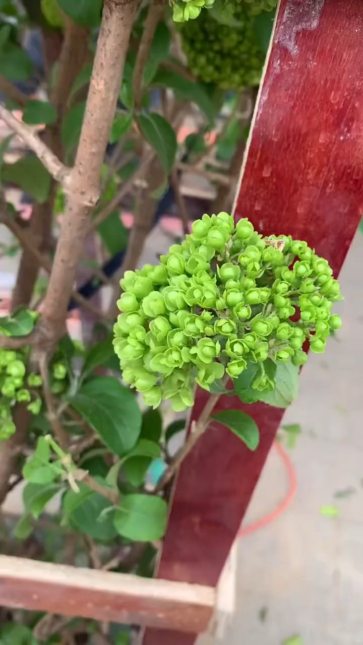 中华木绣球,斗球,全部带花苞出嫁!