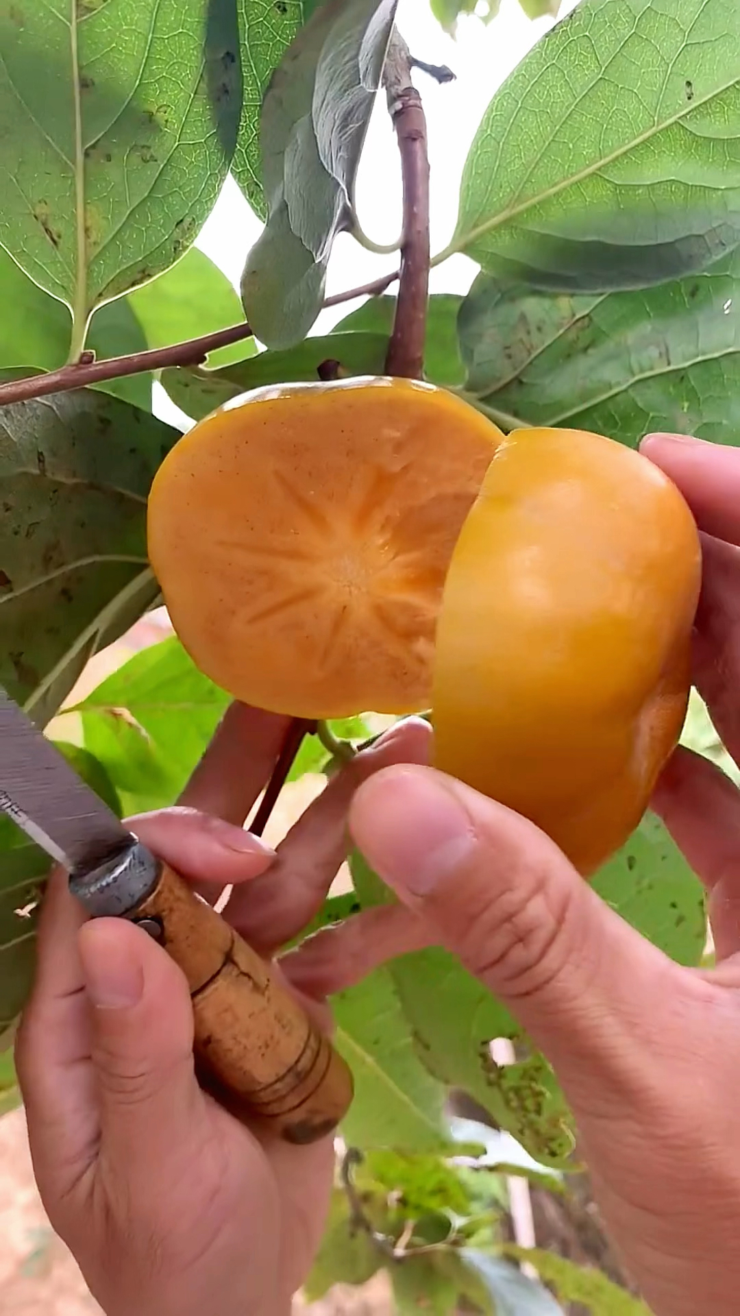 舌尖上的美食#脆甜脆甜的巧克力柿子你吃过吗?-度小视