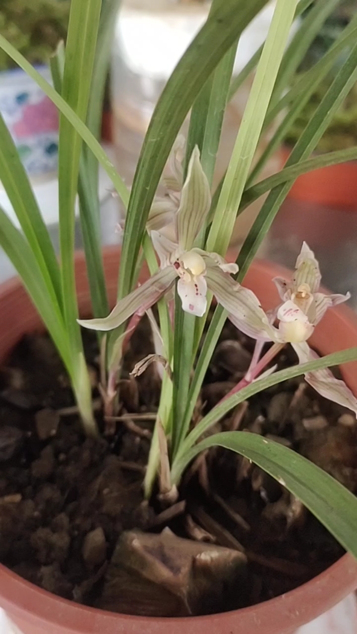 春兰水晶花,不是人为的哟