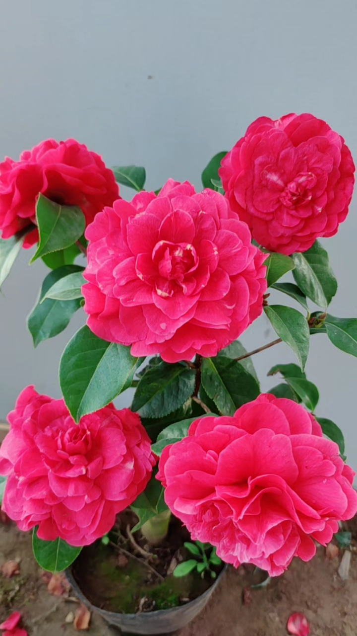 茶花西楚霸王花开满树了.