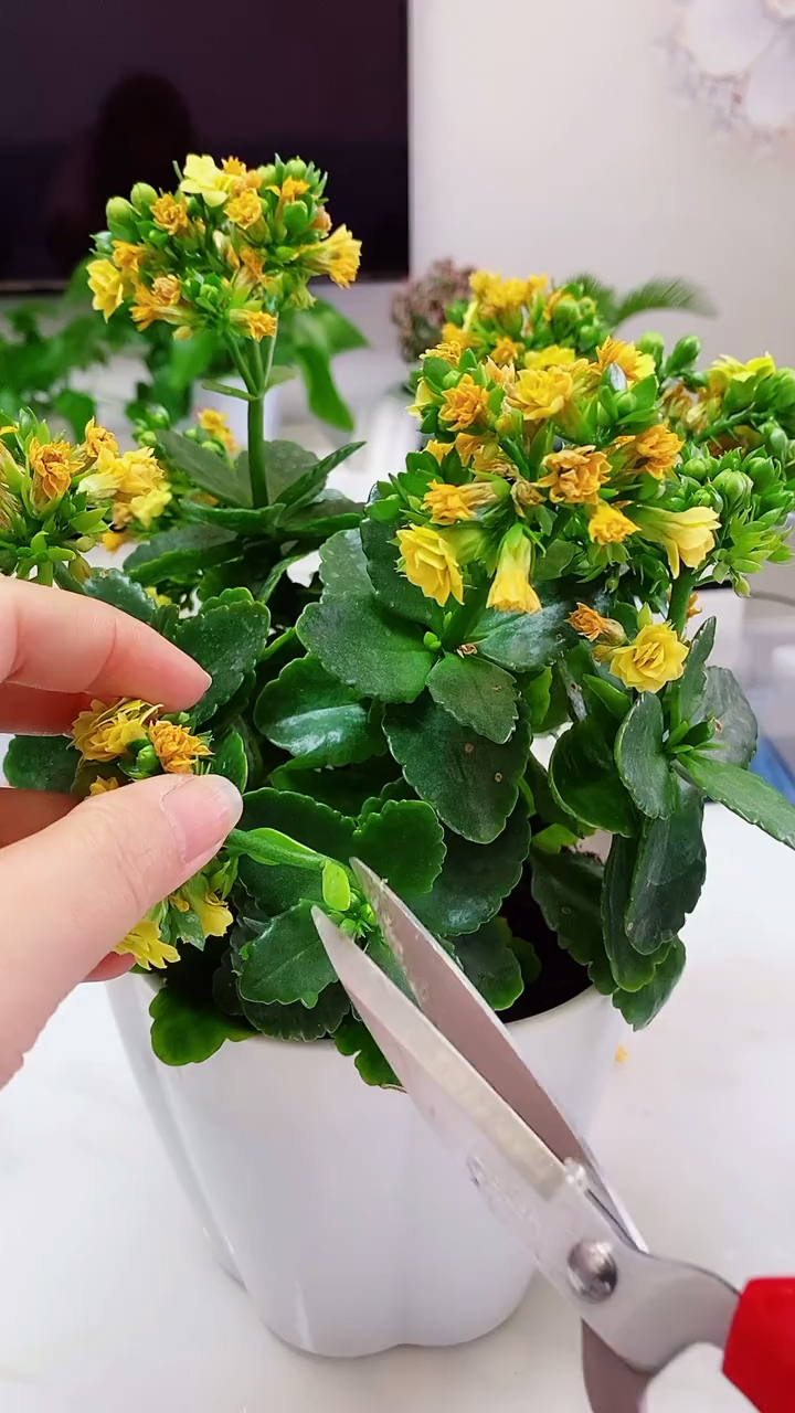 开败的长寿花怎样修剪