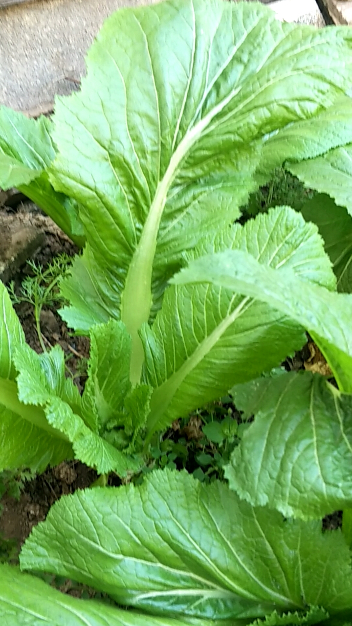 农村自家种的青菜,不用担心打农药什么的问题,看着很舒服就想煮汤吃