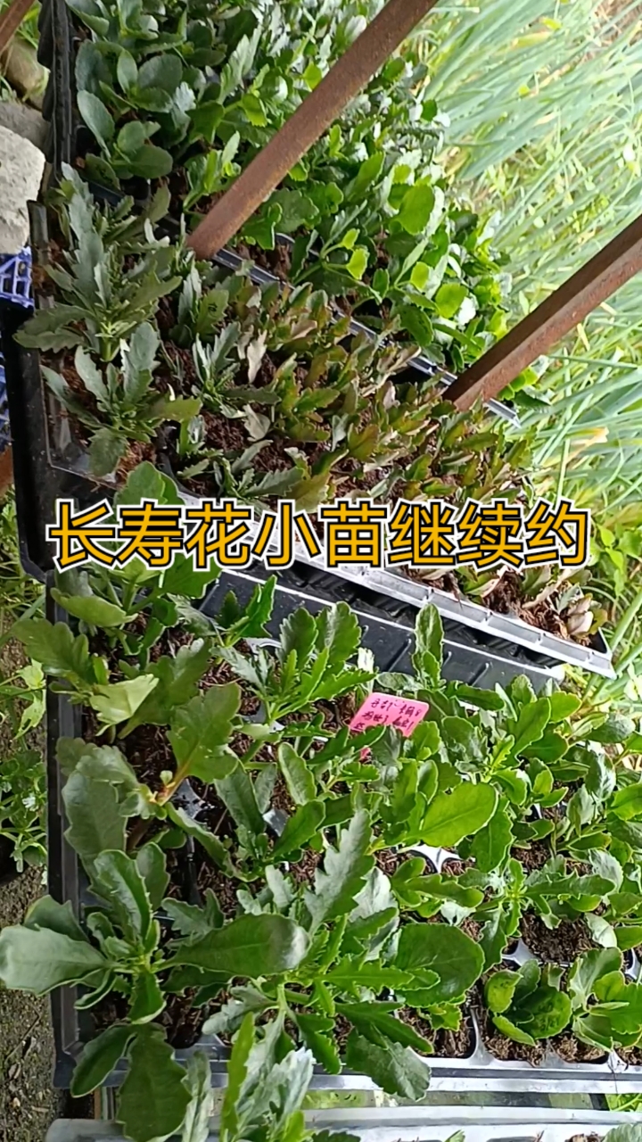 长寿花小苗喜欢约露养苗颗颗经典