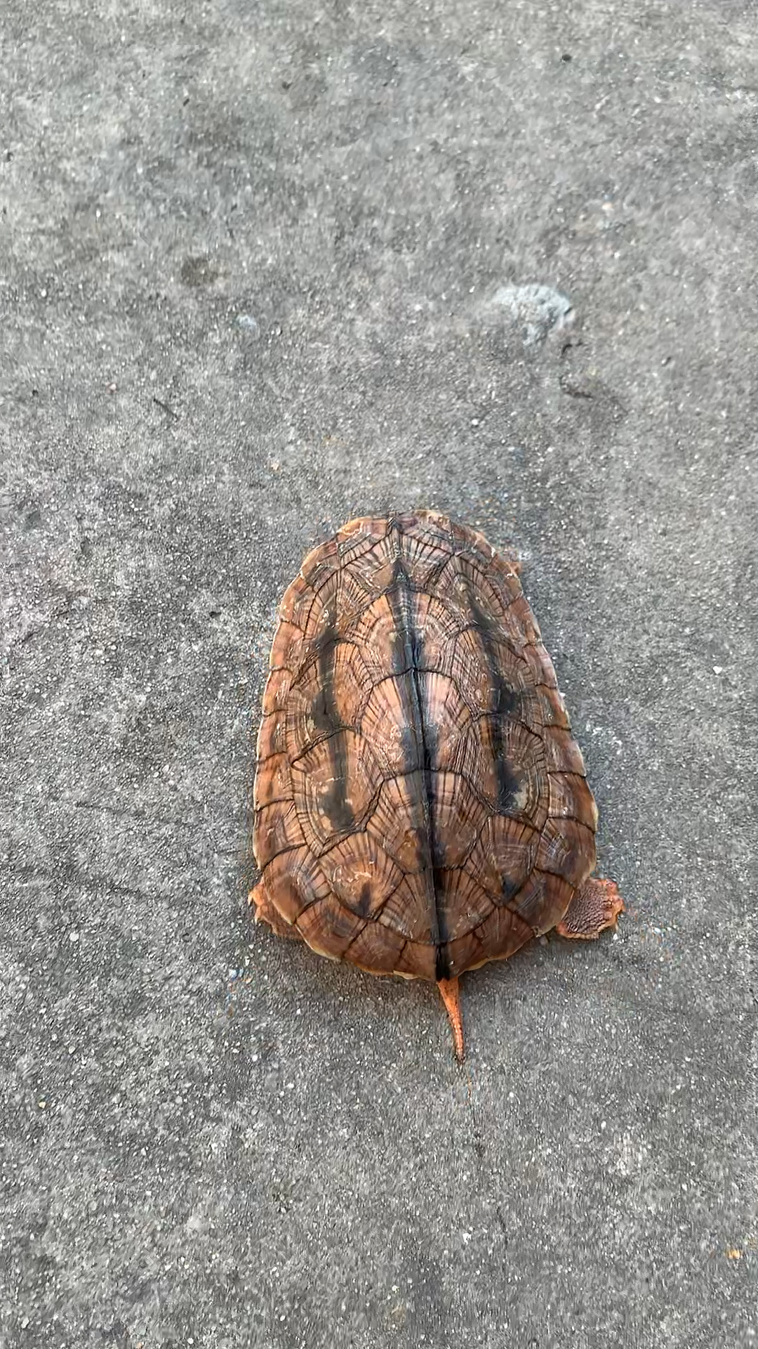 金钱龟#刚在路边捡到个,请教下有认识的朋友吗,点赞评论一下#金钱龟