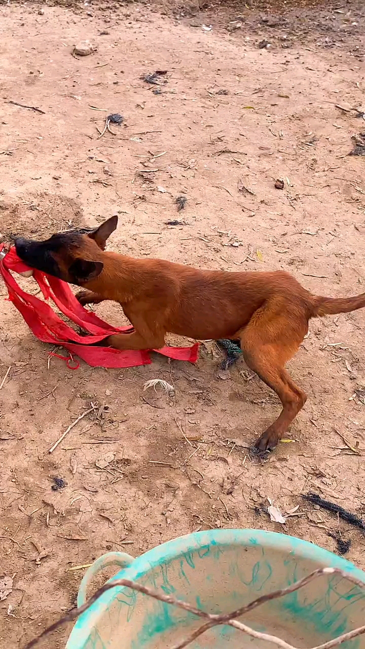 爆红马犬#精品爆红马犬