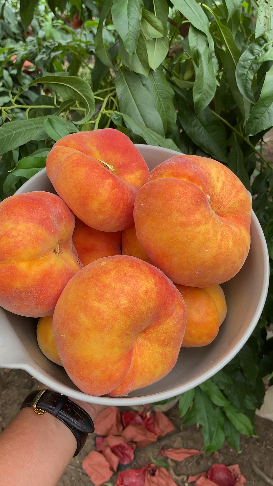 黄肉毛蟠桃新品种,大果500克以上,平均350克,糖度20,自花授粉,丰产性