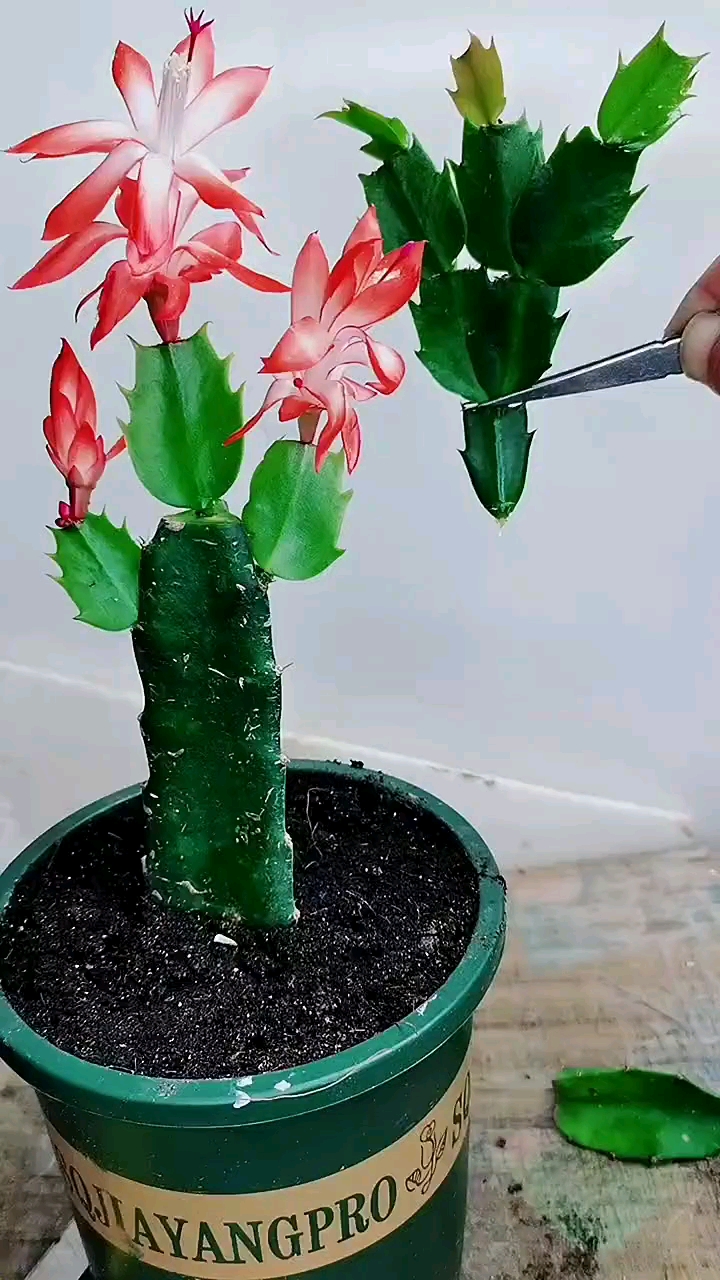 火龙果嫁接蟹爪兰!