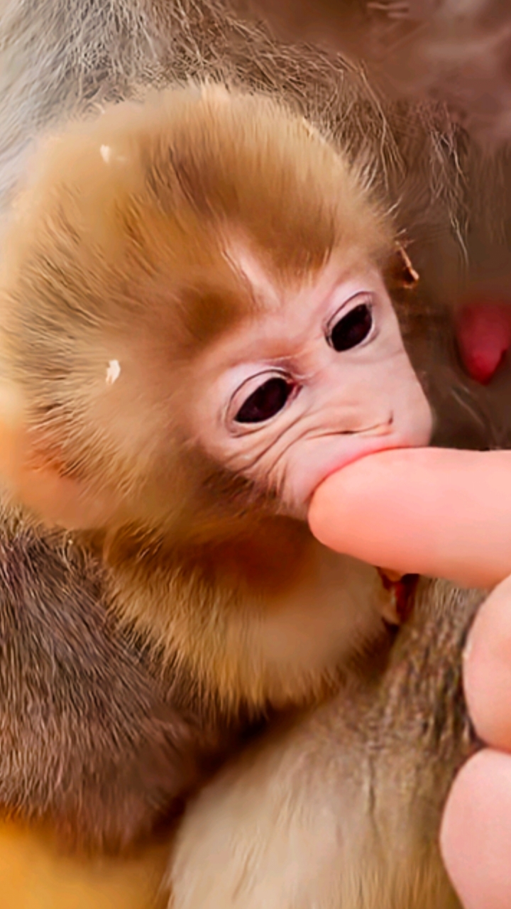 保护野生动物#猴宝出生七天就会有牙齿了.太行山野生猕猴保护区