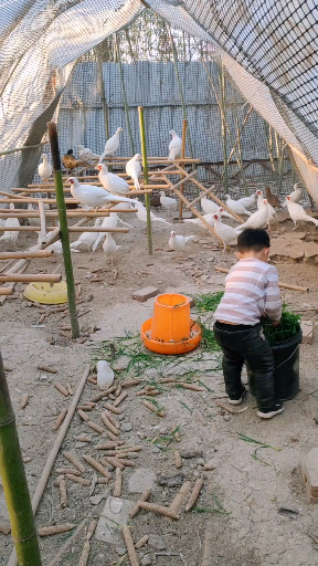 河南#难得一见白野鸡,白化山鸡.-度小视