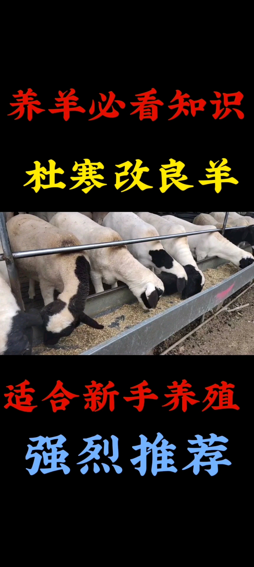 杂交改良杜寒羊生长速度快耐粗饲好喂养农村创业首选品种