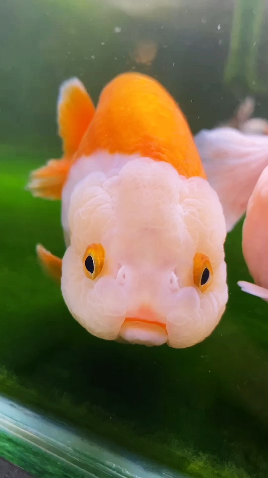 小小爱宠萌化你#儿童节快乐,兰寿金鱼还是娃娃脸可爱
