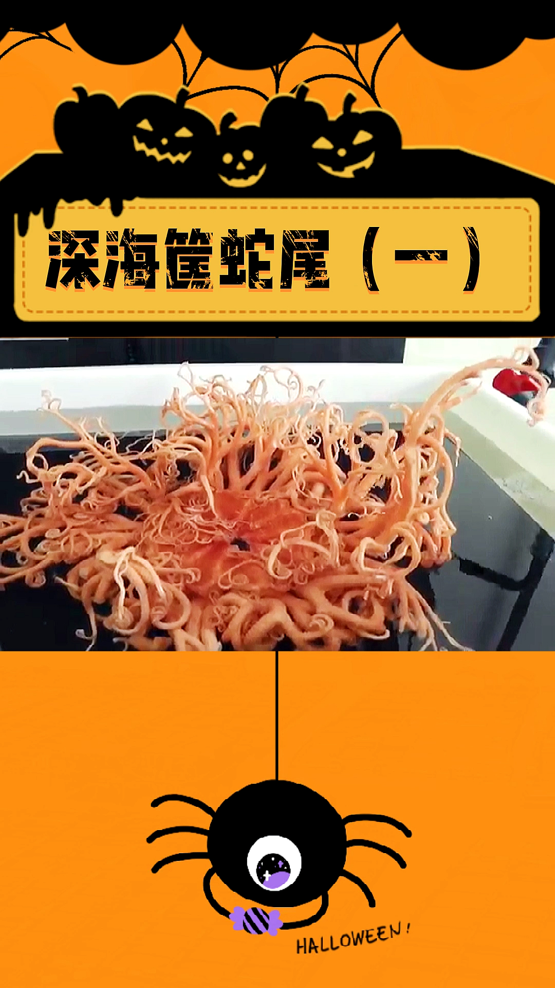 恐怖#深海筐蛇尾(一)