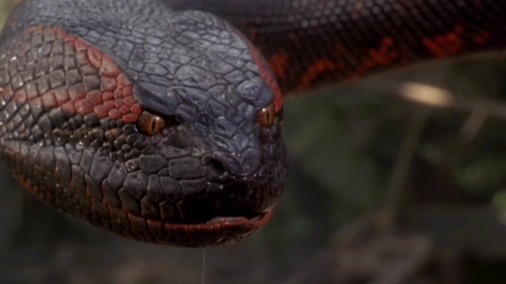 精彩影视蟒蛇活吞了一个人