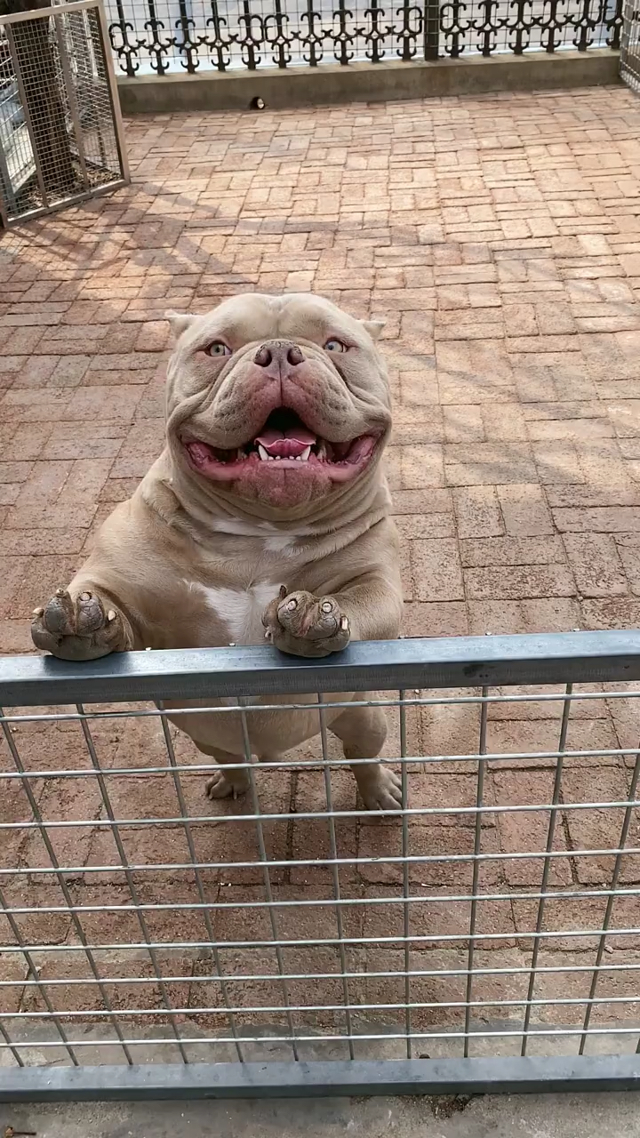 家有萌宠#恶霸犬这大嘴大不大