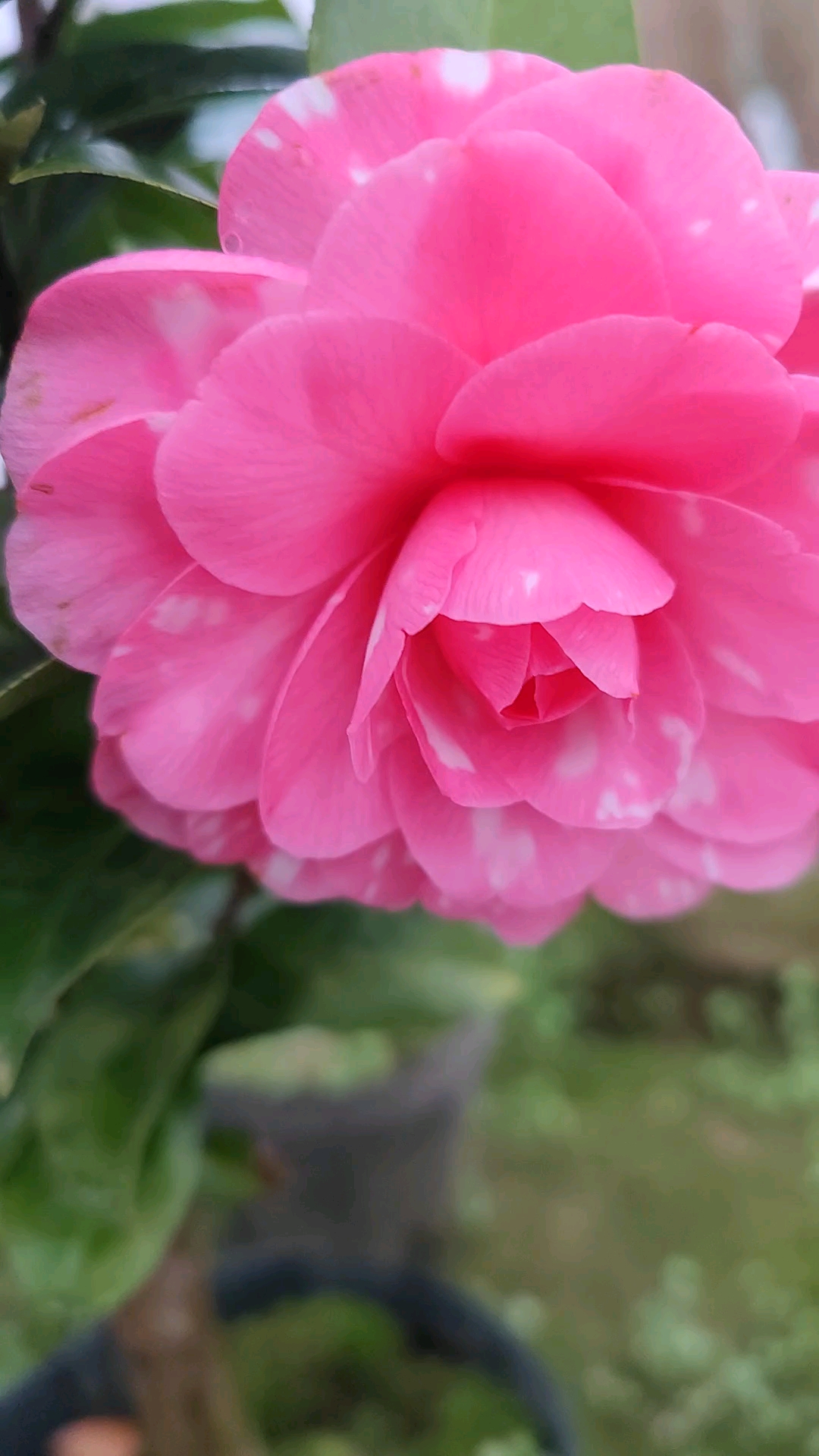 花伊丽莎白织女茶花