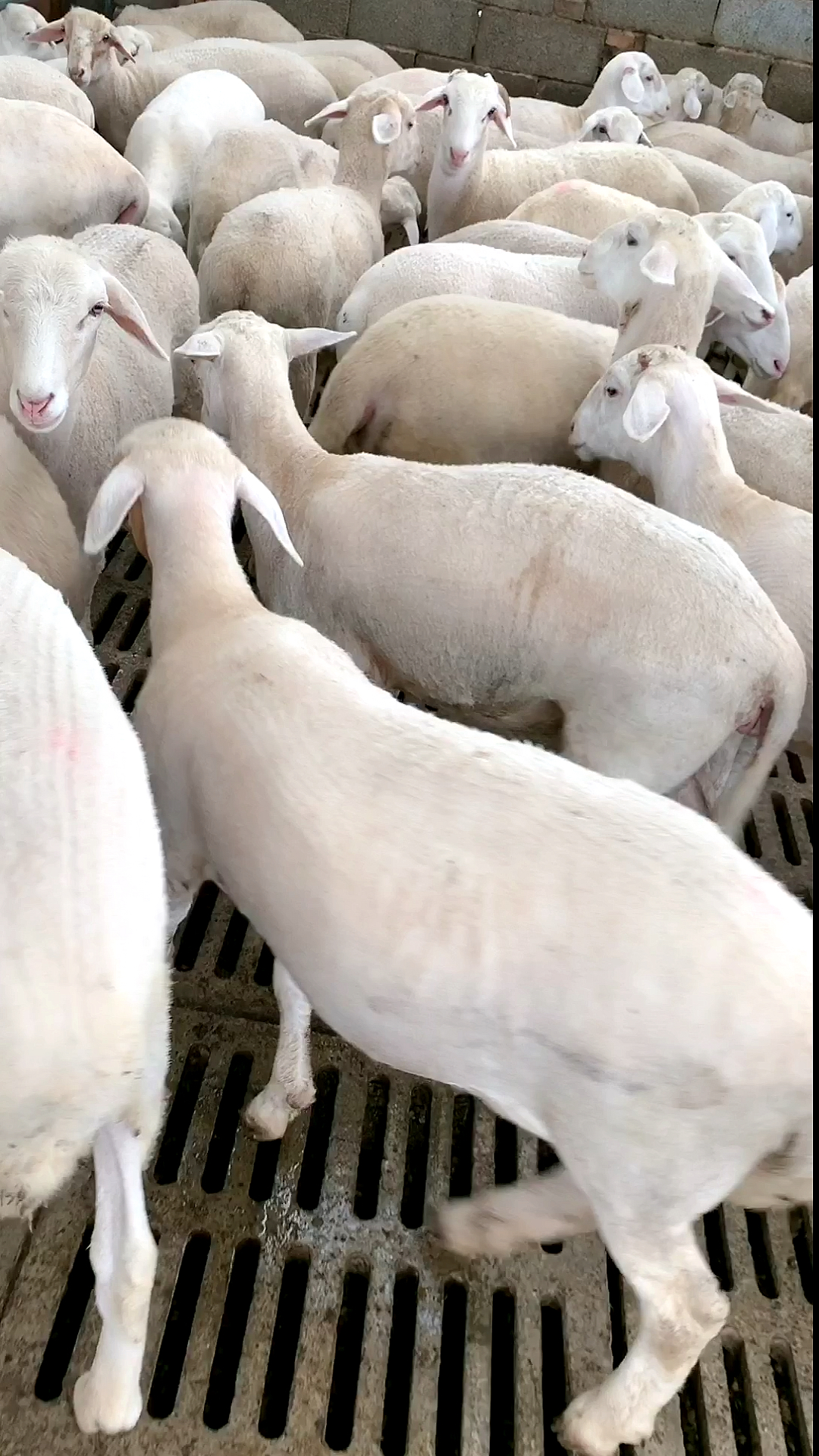 澳洲白绵羊尾巴图片图片