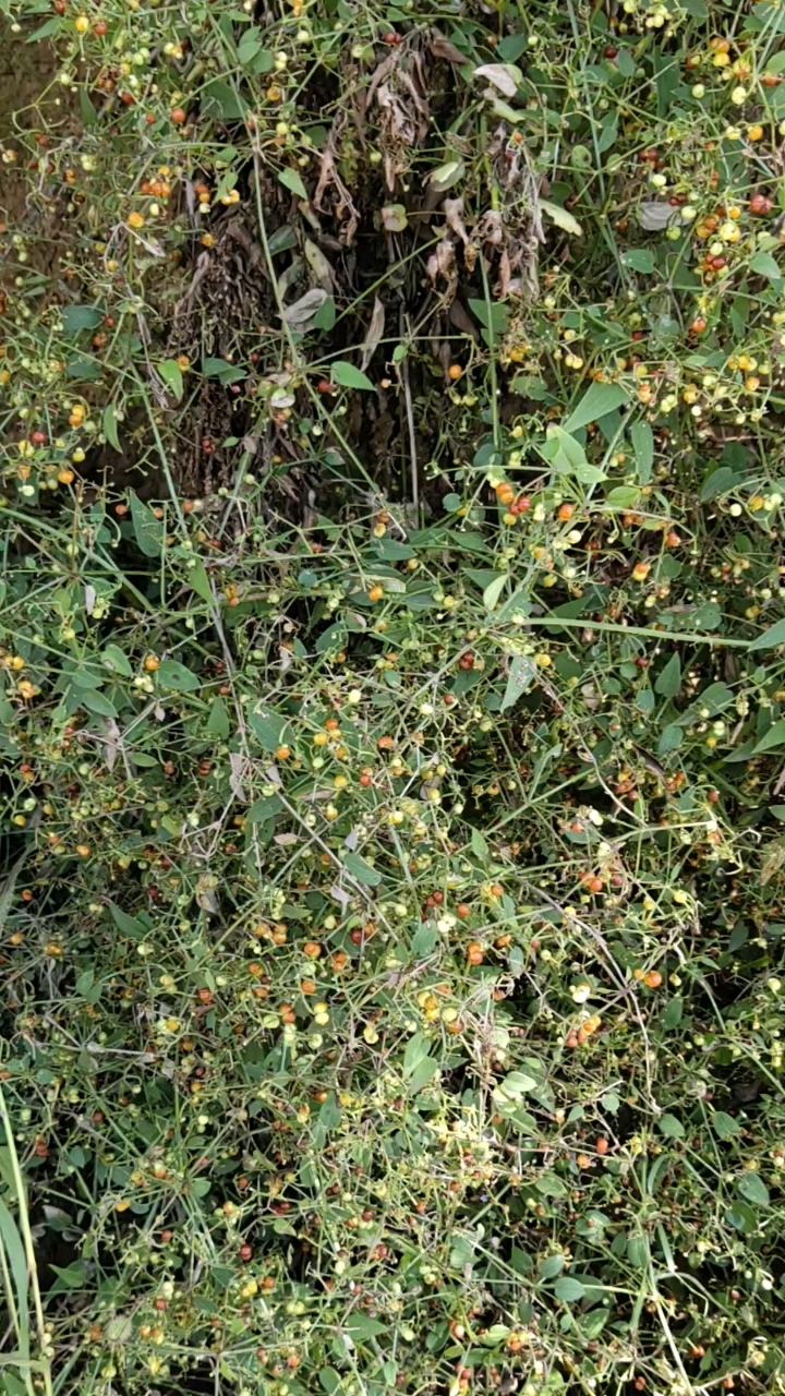 茜草,又名血见愁!我们小时候都叫它小孩儿耍拳!
