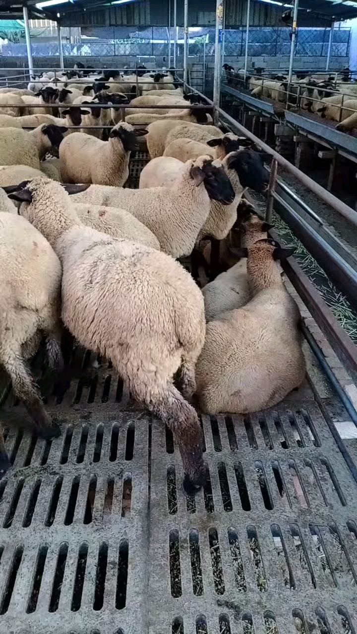 萨福克大绵羊,需要的朋友速来选购,一只也发货