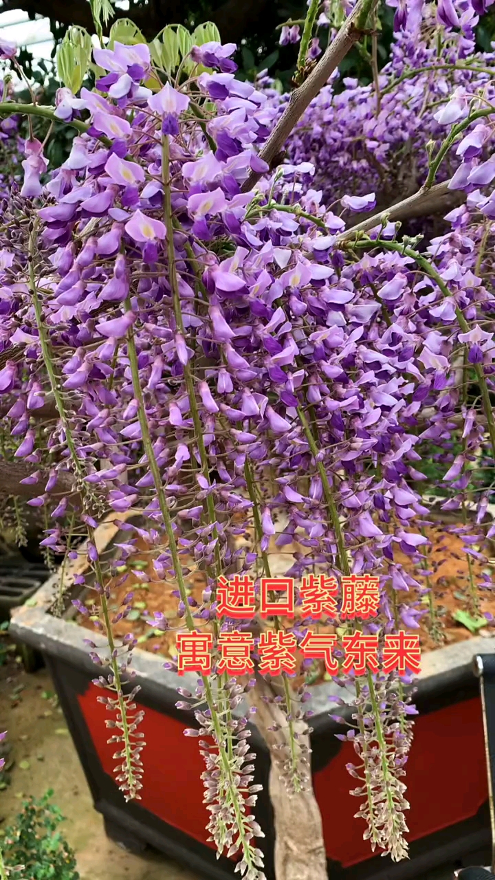 紫藤花寓意紫气东来开花浓香型耐寒耐旱南北方都可以栽植