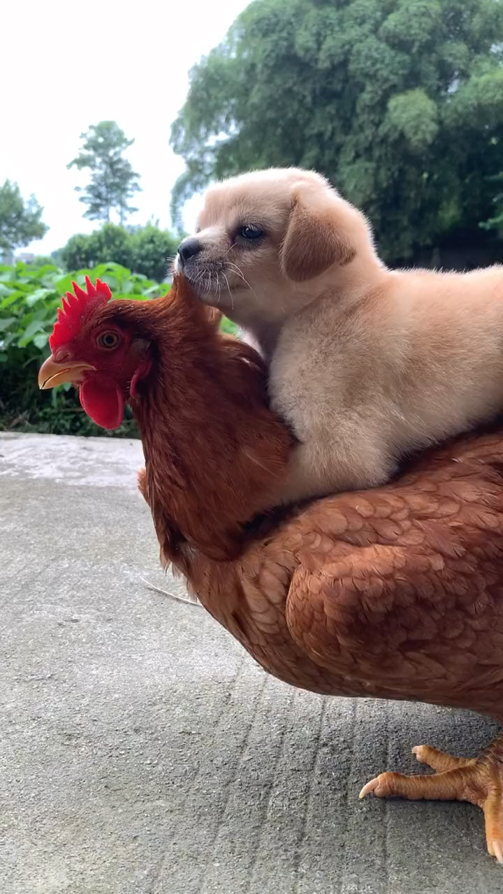 母鸡从小把狗狗带大,狗狗长大了,都背的动了.小狗狗也懂得感恩