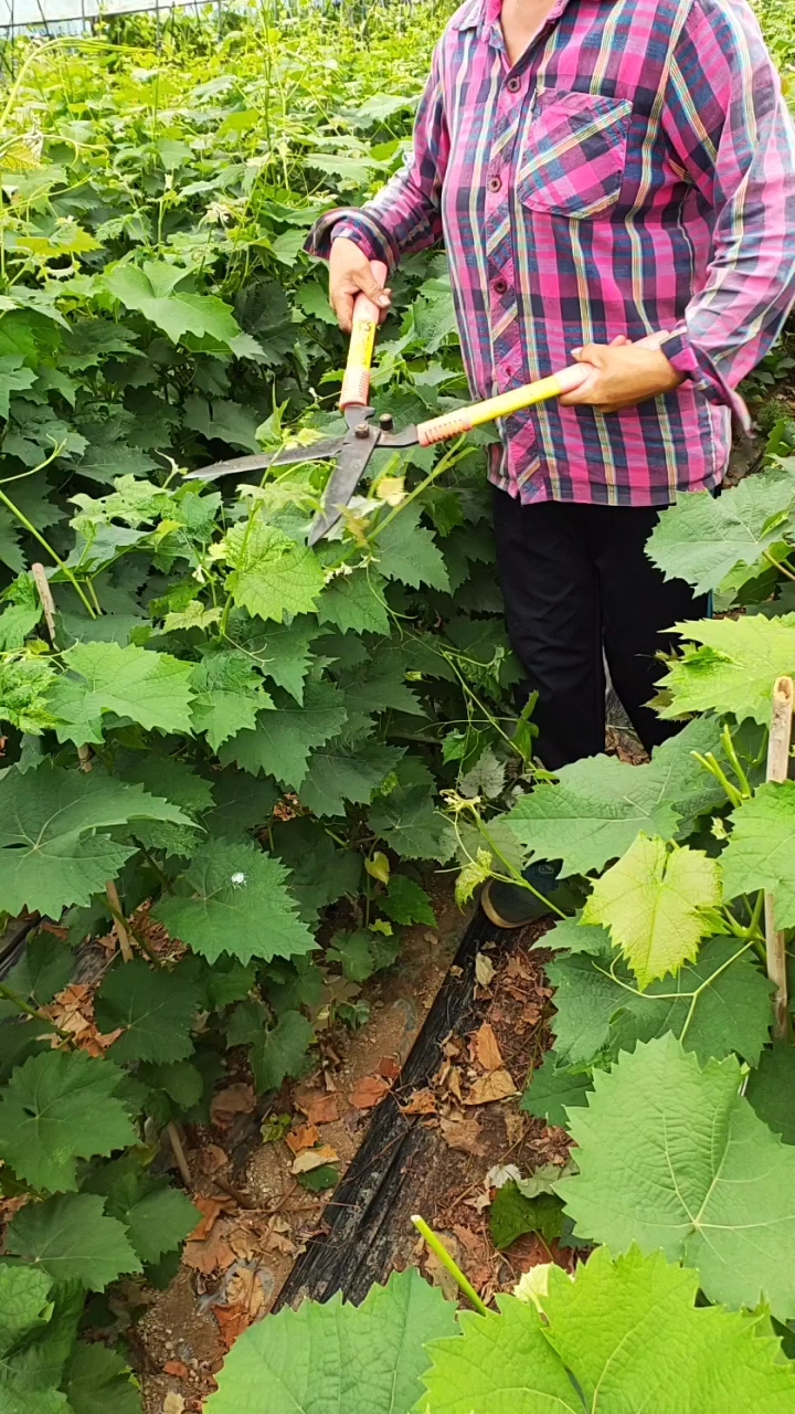 葡萄苗木打尖儿,促使枝条更加粗壮,完全木质化